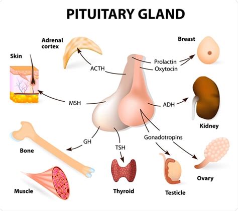 Pituitary Gland Hormones and Functions