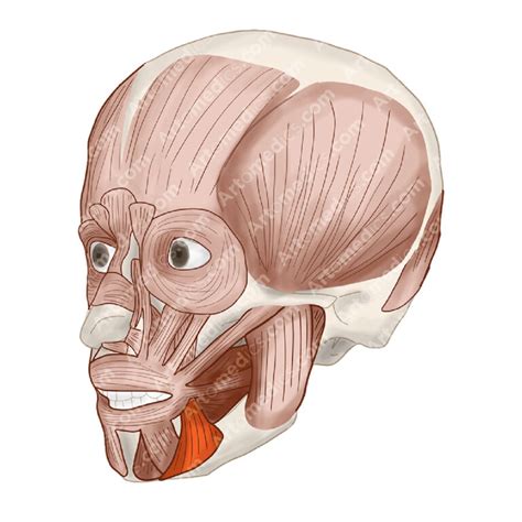 Depressor Angulis Oris Muscle (Anterolateral View) - Artomedics Studio