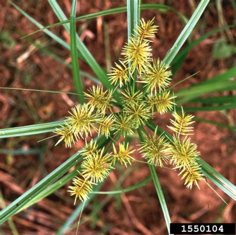 yellow nutsedge (Cyperus esculentus L.)