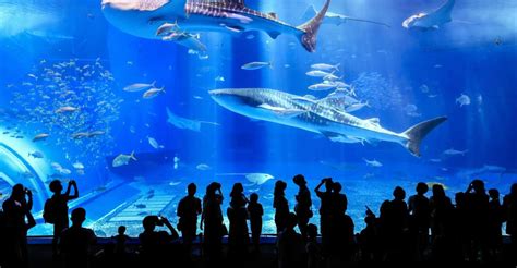 Naha: North Okinawa Sightseeing Tour & Churaumi Aquarium | GetYourGuide