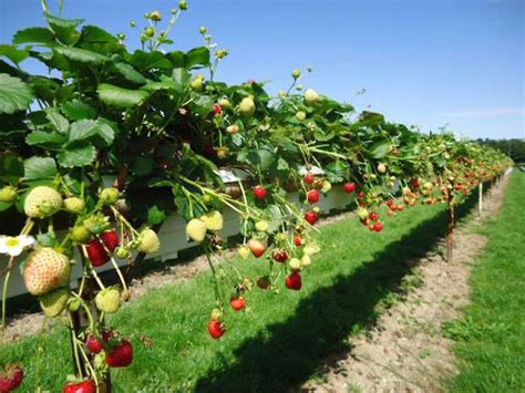 Raspberry Picking Farm Near Me – Raspberry