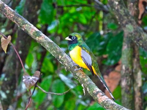 Arenal Volcano Birdwatching - Eagle Tours