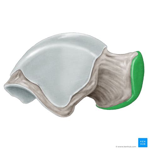 Transverse tarsal joint: Bones, ligaments, movements | Kenhub