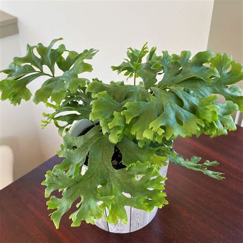 Polypodium fallax - Crested Fern (4.5" Pot) | Little Prince To Go