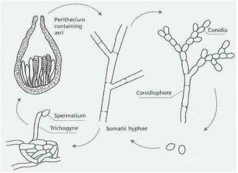 Ascomycota Life Cycle