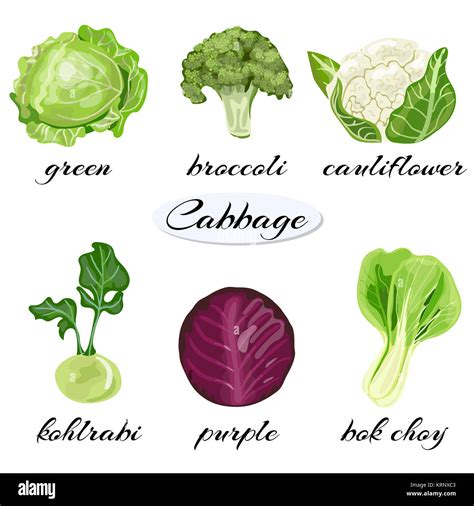 Various types of cabbage Stock Photo - Alamy