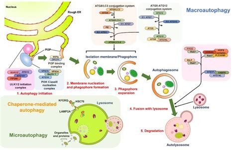 Schematic diagram of the autophagy pathway. There are three main types... | Download Scientific ...