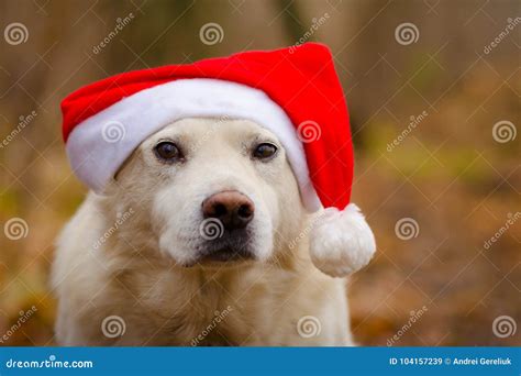 Dog in the christmas hat stock image. Image of merry - 104157239