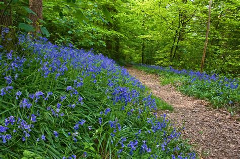 Gower Wildlife: Bluebells