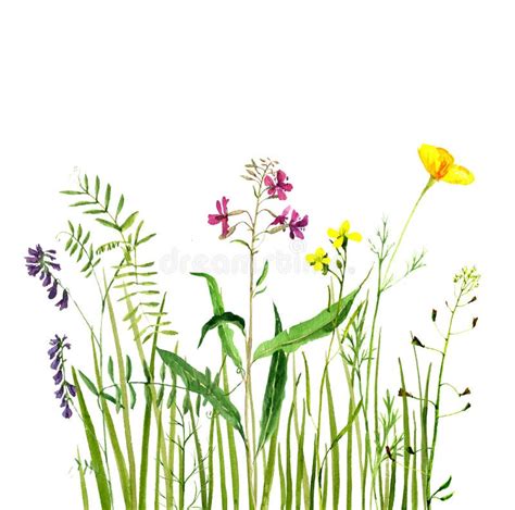 Watercolor Drawing Green Grass and Flowers Stock Illustration - Illustration of flora, meadow ...