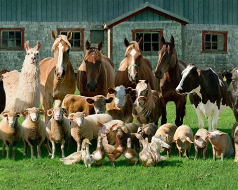 Endearing Family-Style Portraits Of Farm Animals - DesignTAXI.com