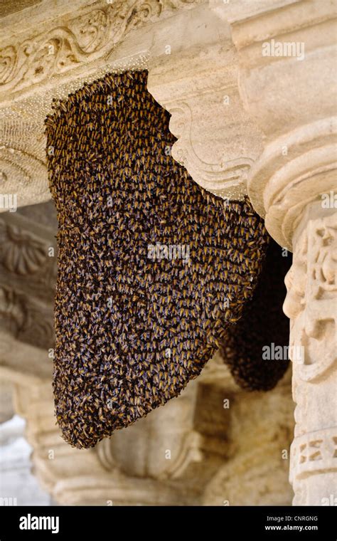 A HONEY BEE HIVE lives on the CHAUMUKHA MANDIR JAIN TEMPLE at Stockfoto ...