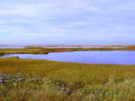 Floridian Nature: Florida Ecosystems: Fresh Water Marshes