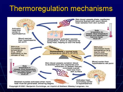 Thermoregulation pathology. (Lecture 6) - презентация онлайн