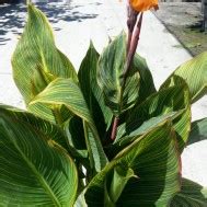 Cannas