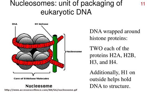 PPT - Organization of DNA PowerPoint Presentation, free download - ID:683660