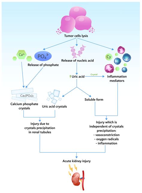 Biomedicines | Free Full-Text | Tumor Lysis Syndrome: An Endless Challenge in Onco-Nephrology