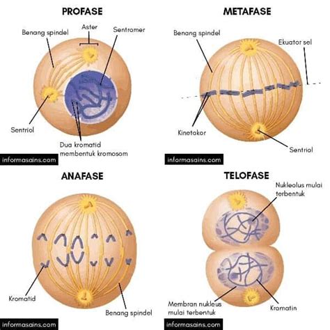 sel hewan dan sel tumbuhan sama sama mengalami pembelahan mitosis ...