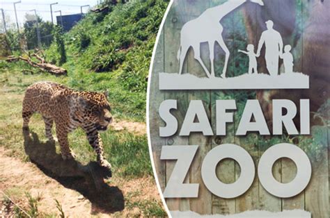 Cumbria zoo faces closure after 500 animals die in four years | Daily Star