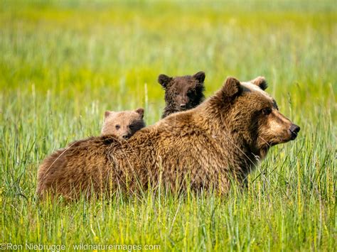 Brown Bear cubs | Lake Clark National Park, Alaska | Photos by Ron ...