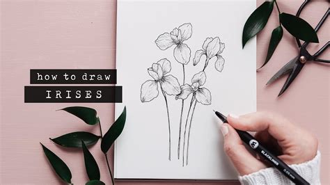 Iris Flower Drawing Step By Step - pic-fisticuffs