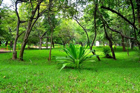 Guindy National Park, Chennai: How To Reach, Best Time & Tips