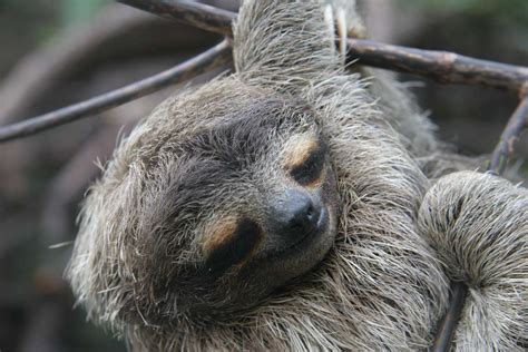 Just having a nap - Sloths.com.au