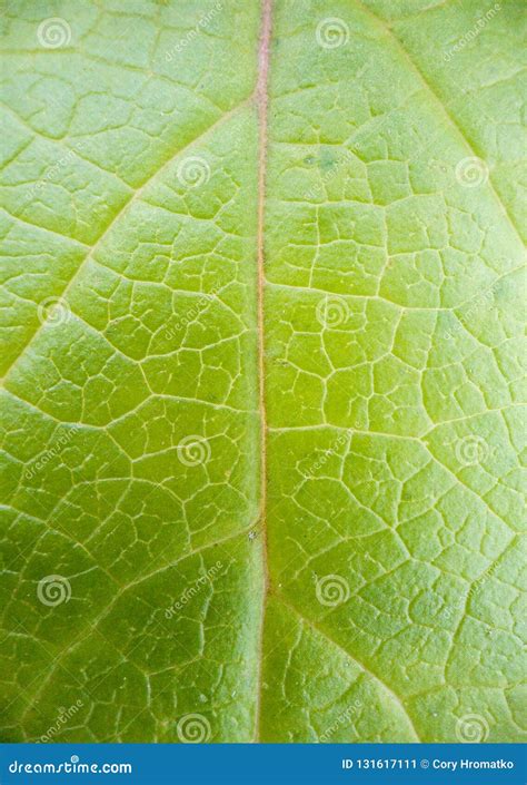 Macro shot of a green leaf stock image. Image of detailed - 131617111