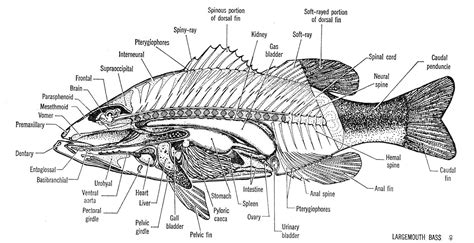 Fish Anatomy Diagram Labeled