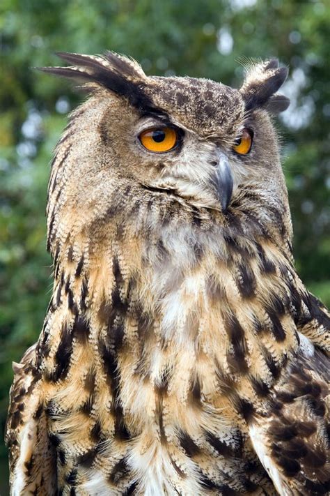 European Eagle Owl stock photo. Image of claw, bubo, predator - 1149708