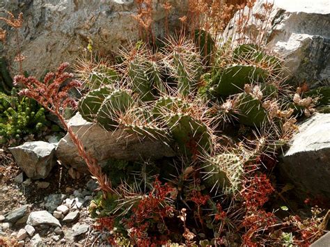 Youngberg Xeriscape Garden | Okanagan Xeriscape Association