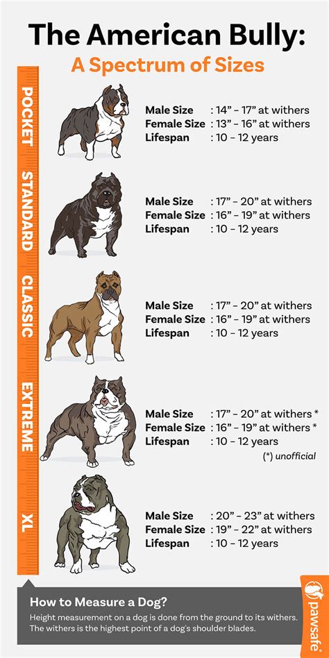 American Pocket Bully: Temperament, Appearance, & Care – PawSafe