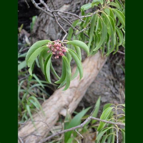 Bishop Museum - Ethnobotany Database