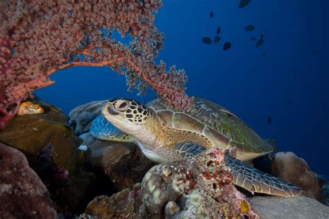 Dive in Bunaken National Park from Gorgeous Siladen! | SeaCrush