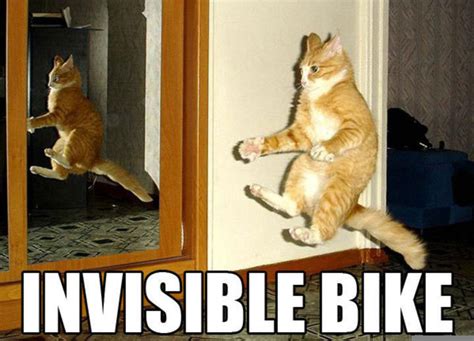 free funny photoS: funny cats...