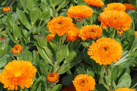 How To Grow Calendula - A Unique Annual With All Season Flower Power!