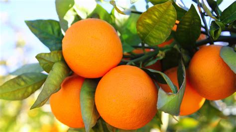 Orange-Fruits * United Farmers Group