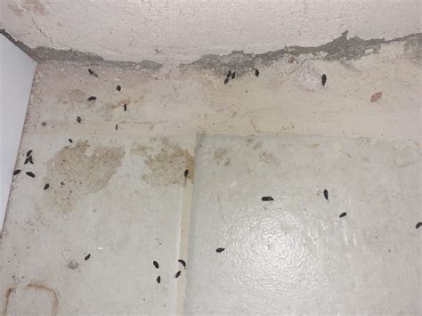 Identifying Mouse Droppings: Potential Hazards and How to Clean Safely