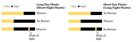 Photoperiodism: Meaning, Short and Long Day Plants, Videos, Examples