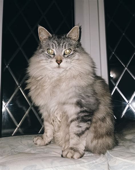 Maine coon persian mix : r/cat