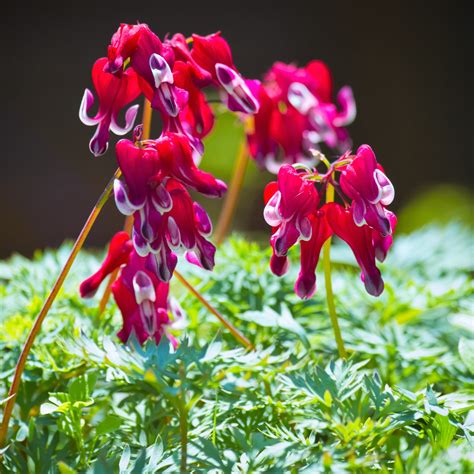 Red Bleeding Heart Plant For Sale | Dicentra Burning Hearts – Easy To Grow Bulbs