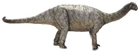 Bellusaurus Pictures & Facts - The Dinosaur Database