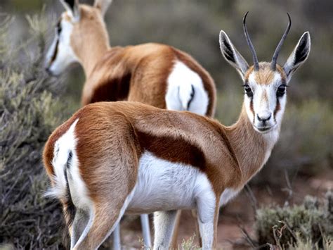 The Springbok, South Africa's National Animal