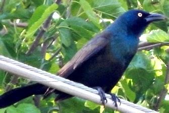 Common Grackle Guide: Mating, Feeding, Nesting Habits