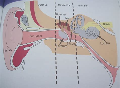 Porter's Primary: SCIENCE ~ "Sound Waves" ~ The Parts of the Ear