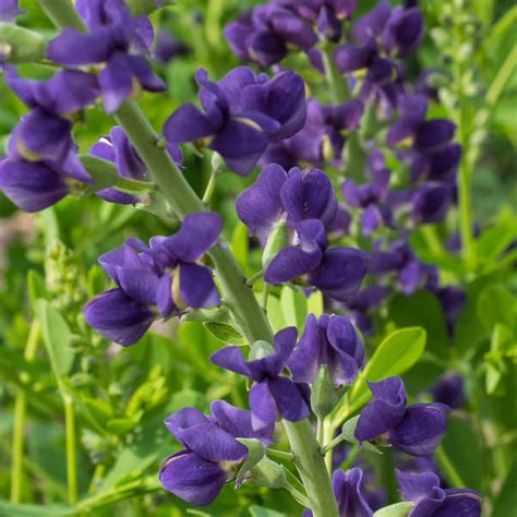 Baptisia Plant Species - The Good Earth Garden Center