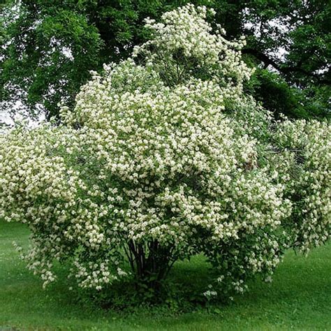 Dogwood, Gray(Cornus Racemosa) - Schumacher's Nursery & Berry Farm