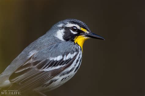 Yellow-throated Warblers - 2020 — Ray Hennessy Wildlife