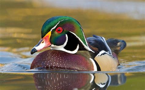 Conserving Canada’s Wetlands | Ducks Unlimited Canada