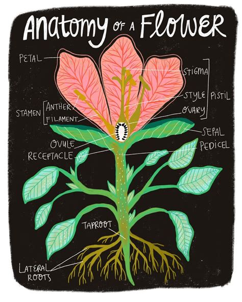 Flower Art Print Plant Lover Gift Flower Anatomy Chart Gift | Etsy